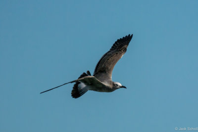 young Herring Gull-8615.jpg
