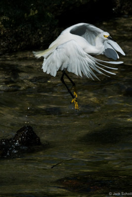 Snowy Egret-8590.jpg