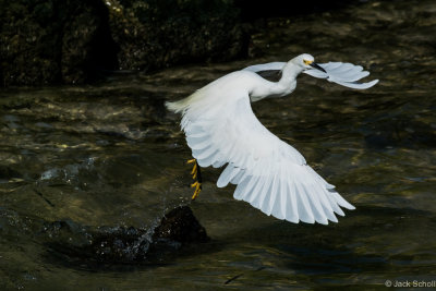 Snowy Egret-8589.jpg