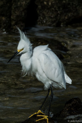 Snowy Egret-8568.jpg