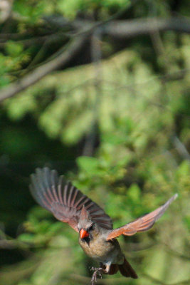 Female Cardinal 1.jpg