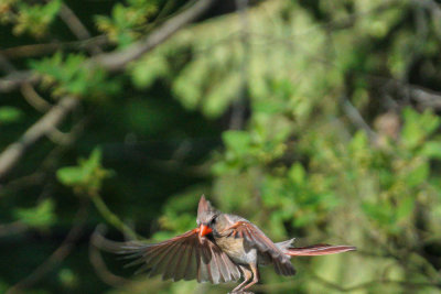 Female Cardinal 3.jpg