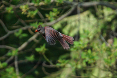 Female Cardinal 5.jpg