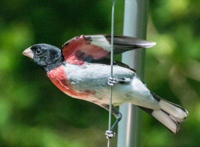 Rose-breasted Grosbeak 5.jpg