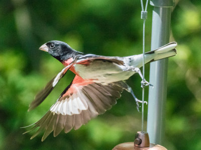 Rose-breasted Grosbeak 6.jpg