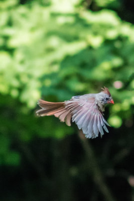 Female Cardinal 2.jpg