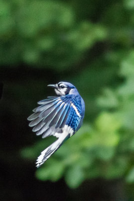 Blue Jay 1.jpg