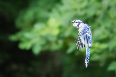 Blue Jay 2.jpg