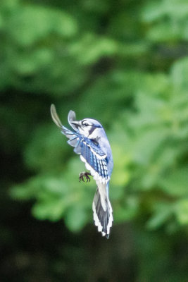 Blue Jay 3.jpg