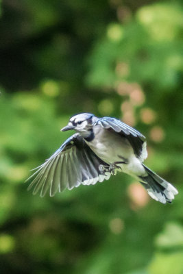 Blue Jay 4.jpg