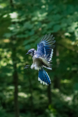 Blue Jay 5.jpg