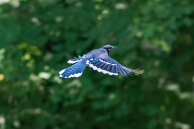 Blue Jay 6.jpg