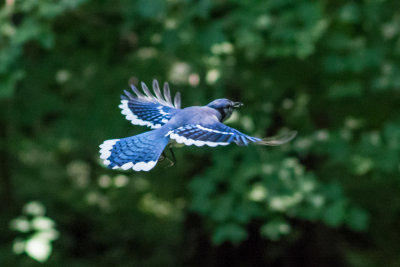 Blue Jay 8.jpg