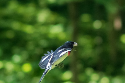 Rose-breasted Grosbeak 3