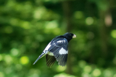 Rose-breasted Grosbeak 4