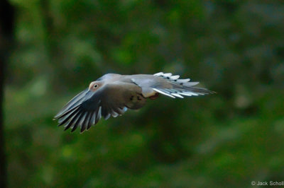 Mourning Dove 2.jpg