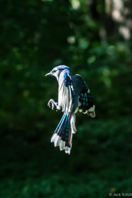 Blue Jay.jpg