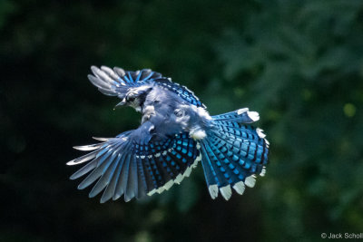 Blue Jay.jpg
