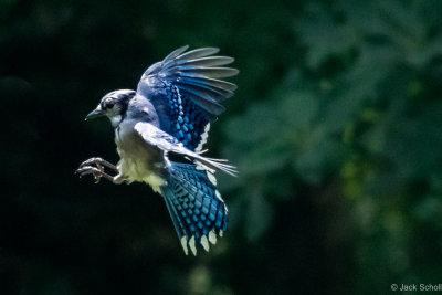 Blue Jay.jpg