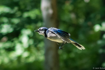Blue Jay.jpg