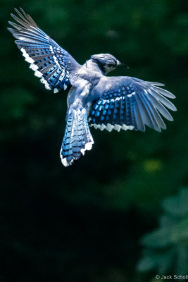 Blue Jay.jpg