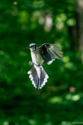 Blue Jay.jpg