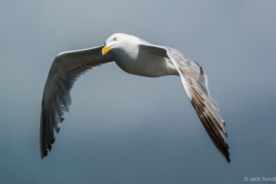 gulls