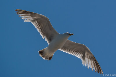 DSC_2142.jpg
