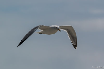 DSC_2186.jpg