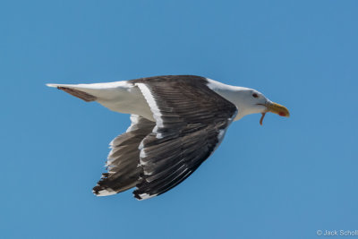 DSC_2777.jpg