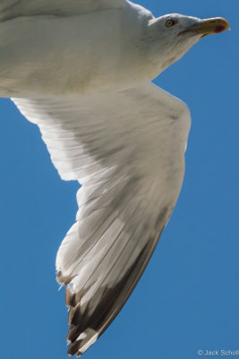 DSC_3175.jpg