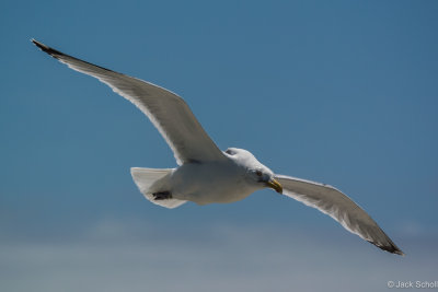 DSC_3101.jpg