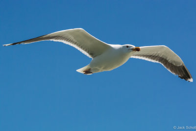 DSC_3226.jpg