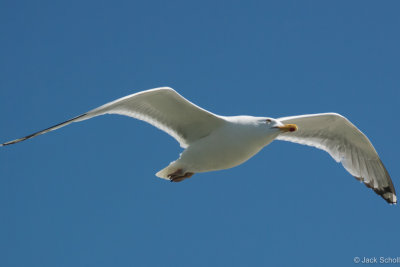 DSC_3231.jpg