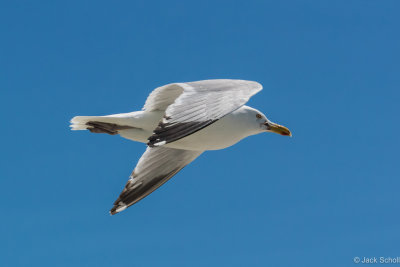 DSC_3343.jpg