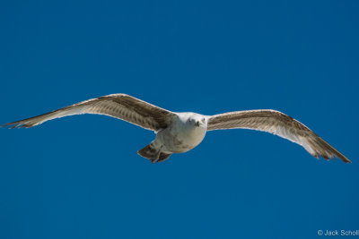 DSC_3554.jpg