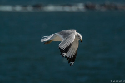 DSC_3667.jpg