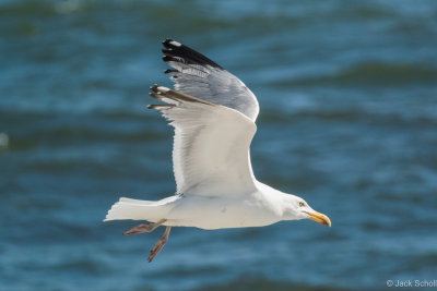 DSC_3782.jpg