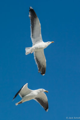 DSC_3749.jpg