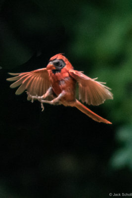 cardinals