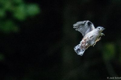 nuthatches