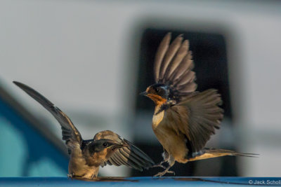 Barn Swallow feeding #1
