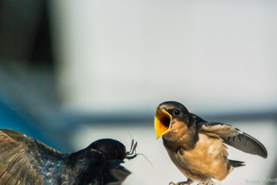 Barn Swallow feeding #1