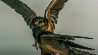Barn Swallow feeding #2