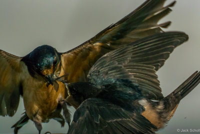Barn Swallow feeding #2