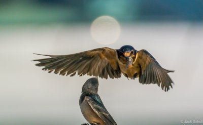 Barn Swallow feeding #3