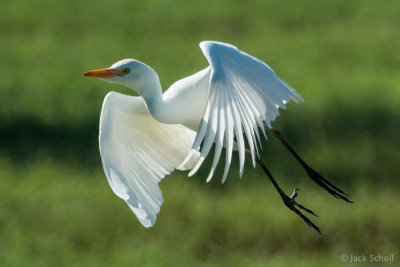 Cattle Egret 2