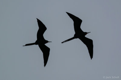 Magnificent Frigatebird