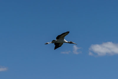 Wood Stork 1.jpg