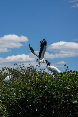 Wood Stork 3.jpg